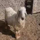 للبيع خروف نجدي عيسي ثني مشروط القريع والنسف