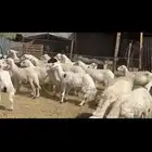 ضان مجموعتين. 38 بهمها 28 ومجموعه 55 دفيع