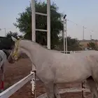 مهر شعبي للبيع