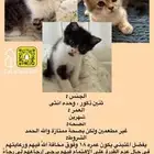 قطط لتبني