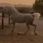 حصان واهو