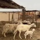 ضان ولد طيبة