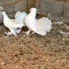 رقصي هندي