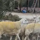 حري جذع جبر