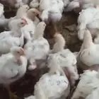 دجاج فقيه الكميه كبيره