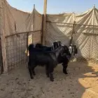 اربع جفرات ذبايح