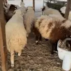 خرفان جذعان نعيم
