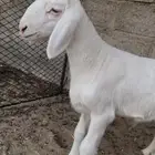 هريد فاخر
