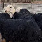 مراح نجد صنف مواليد