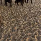 معزه عوارض
