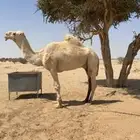 سلام عليكم بعير للبيع ومعه ناقتين