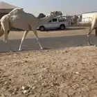 قعود باتلي على حشار الرويس