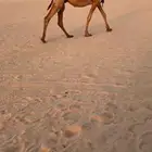 للبيع الشعلا حدرها بكره طيبه وسليمه من العذاريب