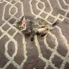 قطة شيرازي هجين عمرها شهر ونص متعودة على اللتر بوكس