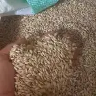 بذر شعير للبيع الموقع قريه العليا