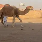 للبيع بعير كفووو على سلمان الفصام