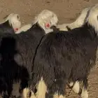 طليان نجاد كبار جذعان