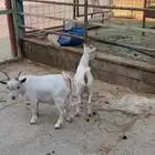 تيوس قزميه الموقع حوطة بني تميم