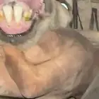 للبيع ثنيه تحتها طلي صنف وخصم الموقع جنوب حايل معيقلات
