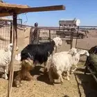 خروف فحل السن ثني نجدي صنف مشروط ينسف على يده