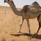 قعود فاخر حيسوني