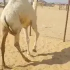 قعود كفو فل الفل من تحت امه