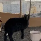 خروف