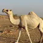 ناقة