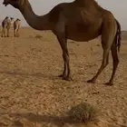 للبيع ابل صفر وشعل