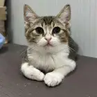 كيتين انثى