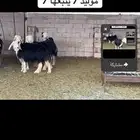 عرض بيع سبع مواليد عياله كبار