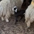 البيع غنم مطافيل 3 تحتهن 4