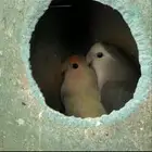 للبيع زوج روز
