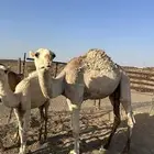 للبيع قعود طيب و بكره وقعود