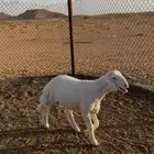 خرفان فل شحم لحم