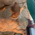 ابل للبيع