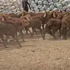 سوكان حمريه