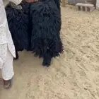 جذعان فاخره عرب