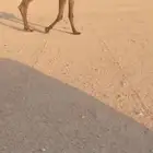 للبيع القعود الطيب ومنتج