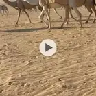 وضح للبيع