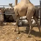 قعدان مفاريد مغلقه
