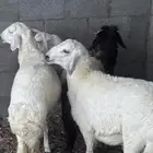 نعيم وحري ذبح وتوصيل