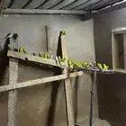 30 زوج بادجي