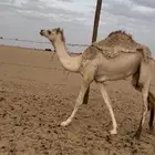 بكره مفروده اصيل هجن