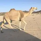 ناقه شقحاء شماليه كفو لقحه 11 شهر