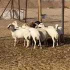 غنم رفيدي جروم كبار