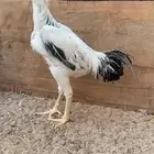 ديك فارسي للبيع