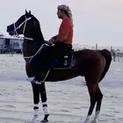 حصان شعبي حار وشيخ وفارق