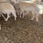 النخيل