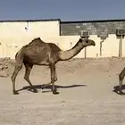 القحات على جميع الشروط لهم بل القاح 8اشهر